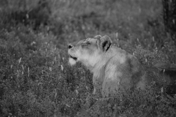 A lion basks in the sun in the tall grass. (Cyril Christo/Marie Wilkinson)