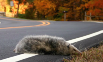 Animals Have to Cross More Roads Than Ever (Video)