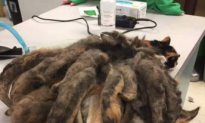 Neglected Cat Gets a New Lease on Life After Being Rid of Pounds of Tangled Fur (Video)