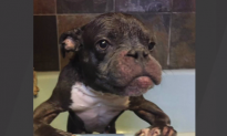 Rescue Dog Thrives Despite Dwarfism (Video)