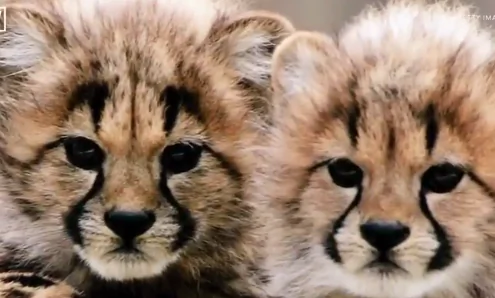 Cheetahs Are Dangerously Close to Becoming Extinct (Video)