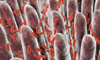 New Research Identify Pathways for Potential Treatment for Lethal Bacteria