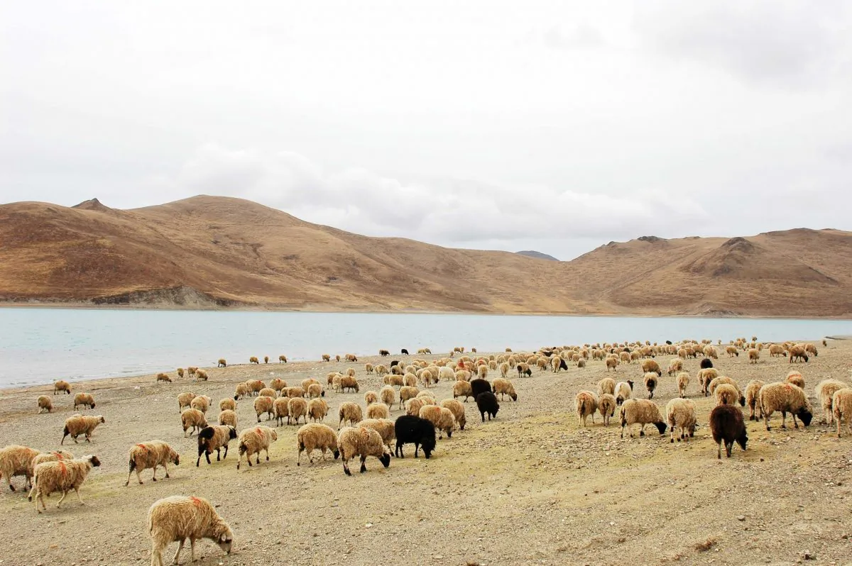 Landscape of sheep grazing near water in China. (Fotolia)