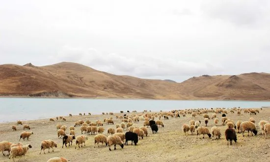 Li Deyu’s Life Ended After Receiving The 10,000th Lamb