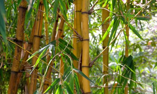 Zhang Pan Upholds His Honor as Upright as Bamboo