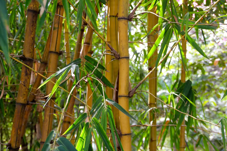 The ancient Chinese people cherished their honor and reputation and placed a high importance on behaving in a moral manner, conducting themselves in a way that’s “as upright as bamboo.” (Pixabay)