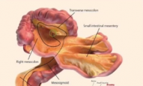 Scientists Discover New Human Organ (Video)