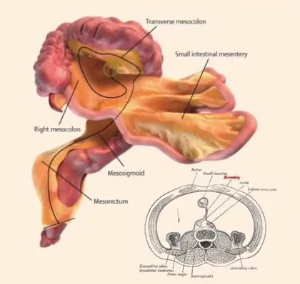 Scientists Discover New Human Organ (Video)