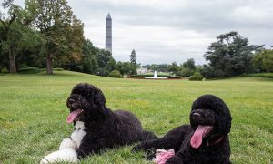 Report: Sunny, Obama's Dog, Bites Woman at White House