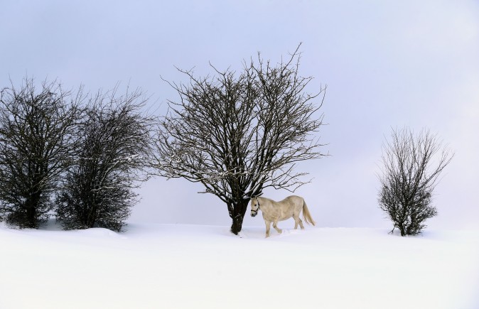 A horse walks through deep snow on its paddock near Ruderatshofen, Germany, on Jan. 15, 2017. (Karl-Josef Hildenbrand/AFP/Getty Images)