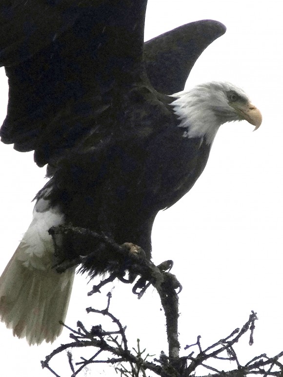 In this Nov. 5, 2016 file photo, a bald eagle is poised for flight from a treetop perch at the Mendenhall Glacier Recreation Area in Juneau, Alaska. Audubon Society bird counters found the number of bald eagles in 2015 were double the 1995 count. Some farmers and conservationists say the resurgence of the American bald eagle has come at a price. (AP Photo/Becky Bohrer, File)