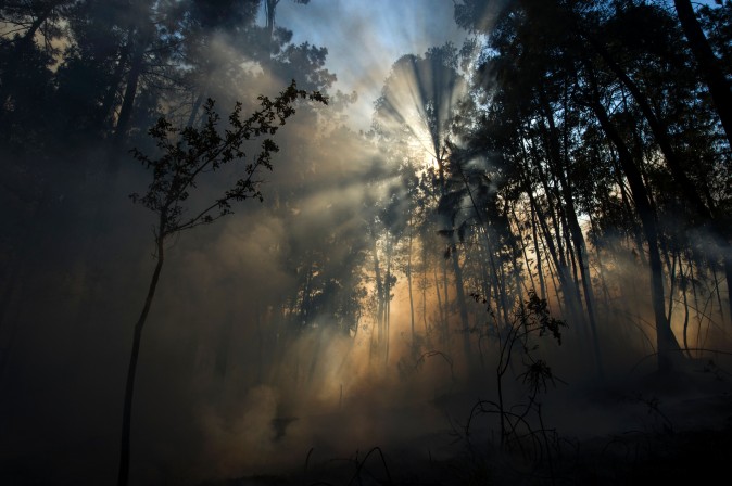Light beams through the trees after a fire in Arbo, northwestern Spain, on Aug. 11, 2016. (MIGUEL RIOPA/AFP/Getty Images)