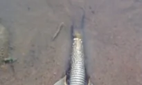 ‘Alien’ Shrimp Emerges in Australia After Heavy Rain (Video)