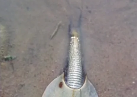 ‘Alien’ Shrimp Emerges in Australia After Heavy Rain (Video)