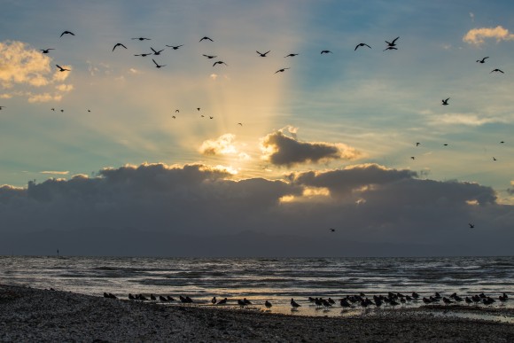 2-the-sea-bird-coast