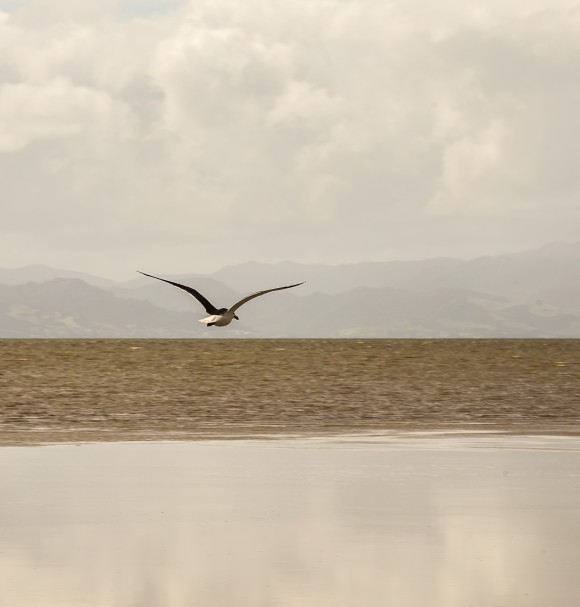 3-the-sea-bird-coast