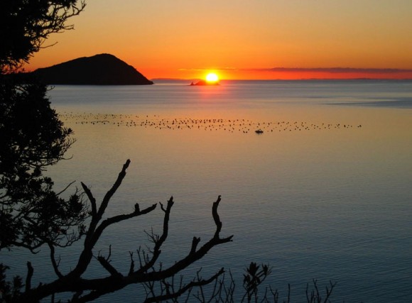 Mussels growing in the pristine waters of the Coromandel harbour. They can be sampled at the local take-away or the Mussel Kitchen. (The Coromandel)