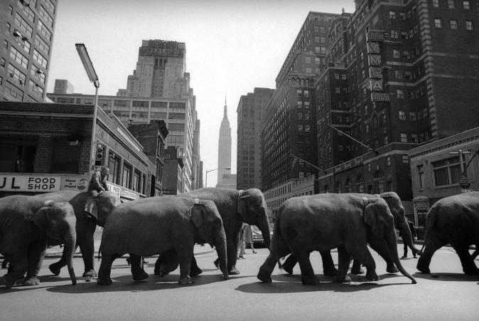 Elephants parade toward Madison Square Garden in New York on April 2, 1968, where the Ringling Bros. and Barnum & Bailey circus opened the same night. The circus is closing as the high operating costs and the decline of ticket sales made it impossible to sustain the business. (AP Photo/John Lindsay)