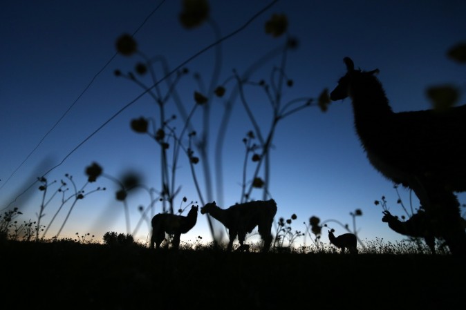 Lamas graze on the pasture of a farm near Kaufbeuren, southern Germany, on May 16, 2017. (KARL-JOSEF HILDENBRAND/AFP/Getty Images)