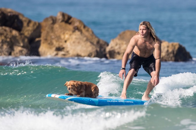 A surfer rides a wave with a dog as competitors take part in the men's qualifying series of the World Surf League SEAT Pro Netanya in the Israeli coastal city of Netanya on Jan. 19, 2017. (Jack Guez/AFP/Getty Images)