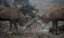Wisconsin Man Bags 19-Point Buck After Hunting It for Five Years