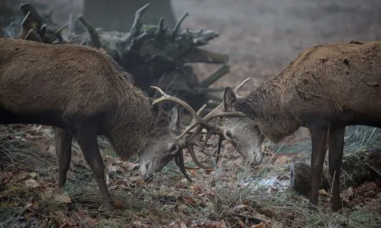 Wisconsin Man Bags 19-Point Buck After Hunting It for Five Years
