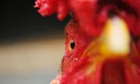 Attracting Good Fortune in the Year of the Fire Rooster