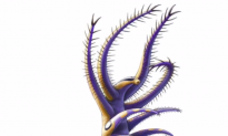 This Ancient Sea Creature With 30 Arms Had Bizarre Eating Behavior (Video)