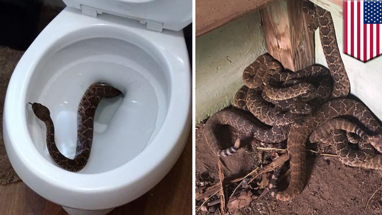 Surprise! Rattlesnake in a toilet