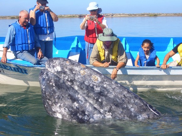 Whale watching on the Sea of Cortez. (Villa del Palmar Beach Resorts & Spa)