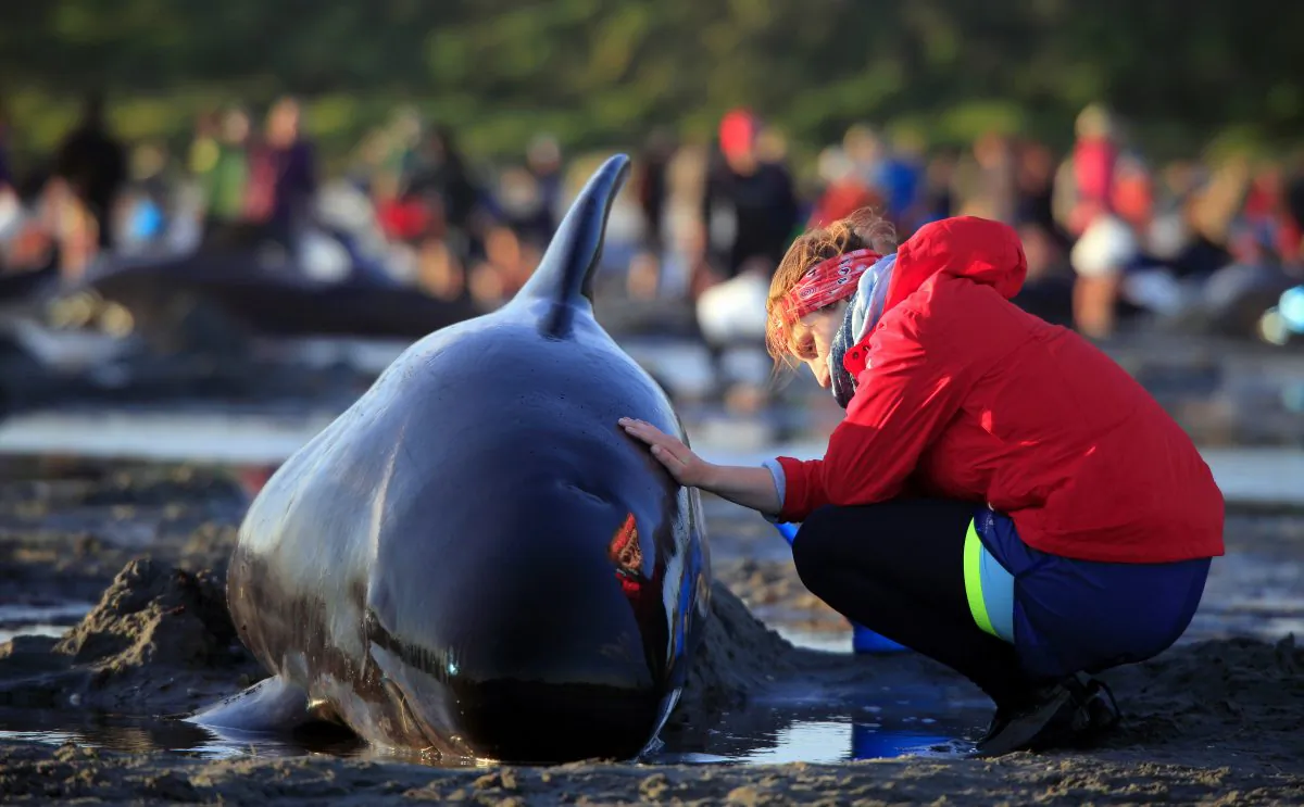 German visitor Lea Stubbe rubs water on a pilot whale that beached itself at the remote Farewell Spit on the tip of the South Island of New Zealand, on Feb. 10, 2017. (Tim Cuff/New Zealand Herald via AP)