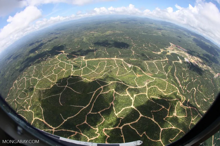 An oil palm plantation in Malaysian Borneo. (Rhett A. Butler/Mongabay)