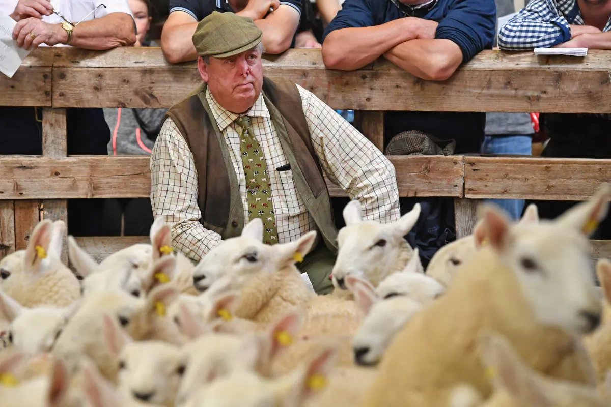 People watch as sheep farmers gather at Lairg auction for the great sale of lambs in Lairg, Scotland, on Aug. 16, 2016. Lairg market hosts the annual lamb sale, which is the biggest one day livestock market in Europe, when some twenty thousand sheep from all over the north of Scotland are bought and sold. (Jeff J Mitchell/Getty Images)