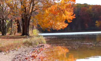 Trees Make Noise When They Are Thirsty (Video)