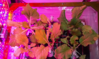 This Cabbage Was Harvested in Space (Video)