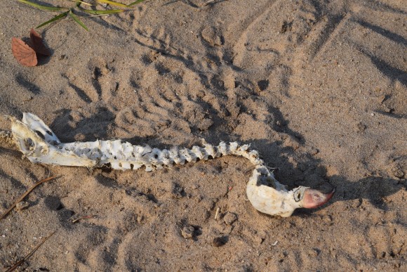 The remains of a juvenile white headed vulture picked clean by other vultures.