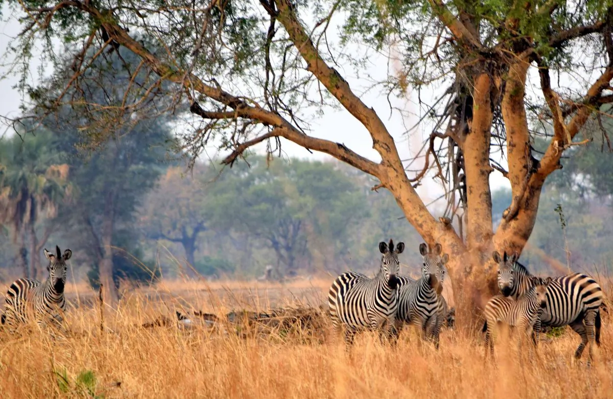 Zebras watch as the walking safari passes by. (Giannella M. Garrett)