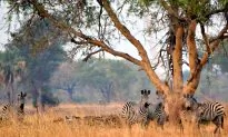 A Walking Safari in Zambia