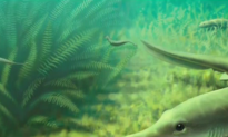 Mystery Over the Bizarre ‘Tully Monster’ Creature Persists (Video)