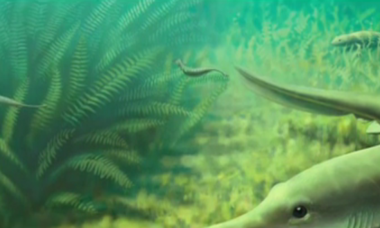 Mystery Over the Bizarre ‘Tully Monster’ Creature Persists (Video)