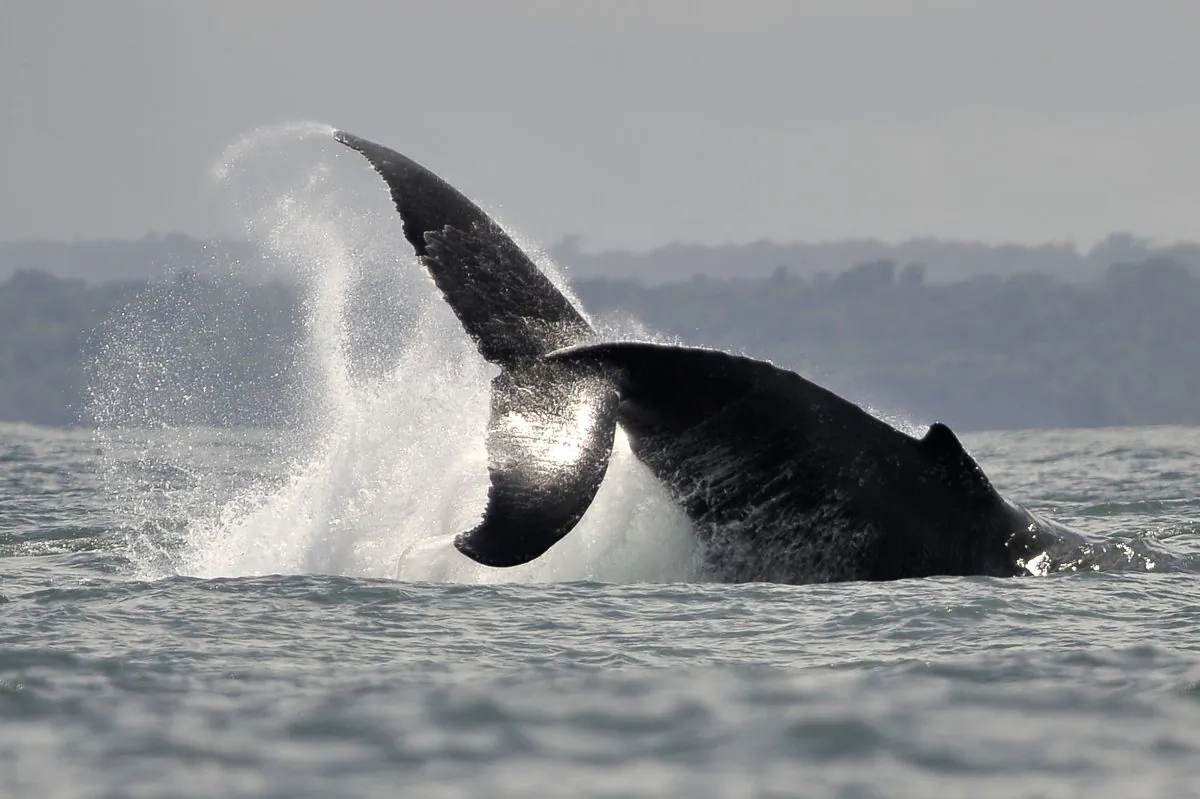 A Humpback whale jumps in the waters of the Pacific Ocean in Colombia in a file photograph. (Luis Robayo/AFP/Getty Images)