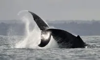 Picture Shows Sea Lion ‘Trapped’ in Mouth of Humpback Whale