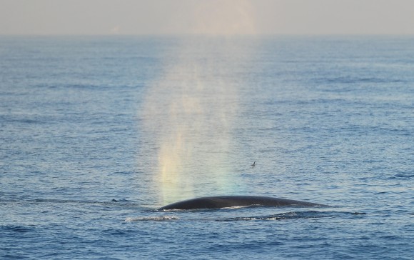 The Fin whale, which grows up to nearly 88 feet long weighing as much as 270,000 pounds, making it the second largest whale, is seen in the Pacific Ocean some six miles off the coast of Long Beach on Jan. 19, 2012 in California. (FREDERIC J. BROWN/AFP/Getty Images)