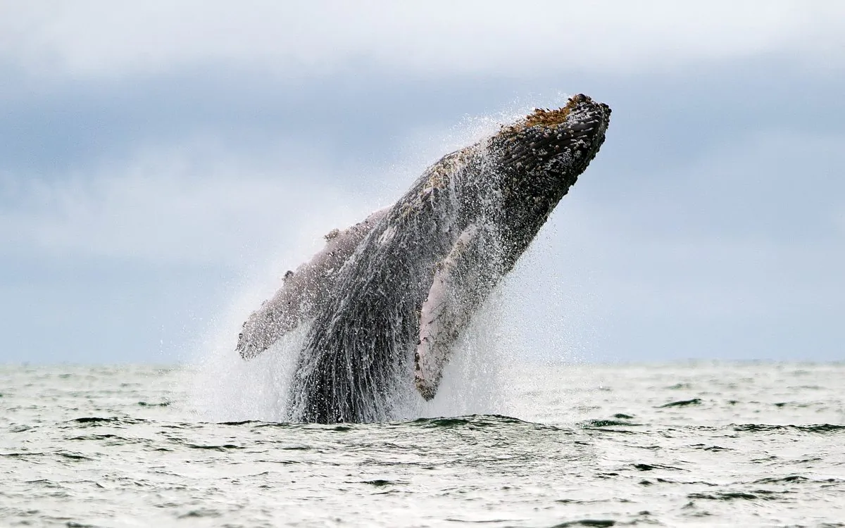 A Humpback whale jumps out of the surface of the Pacific Ocean at the Uramba Bahia Malaga natural park in Colombia, on July 16, 2013. Humpback whales migrate annually from the Antarctic Peninsula to the Colombian Pacific Ocean coast, with an approximate distance of 8,500 km, to give birth and nurse their young. (LUIS ROBAYO/AFP/Getty Images)