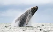 An Encounter with the Great Sirens of the Sea