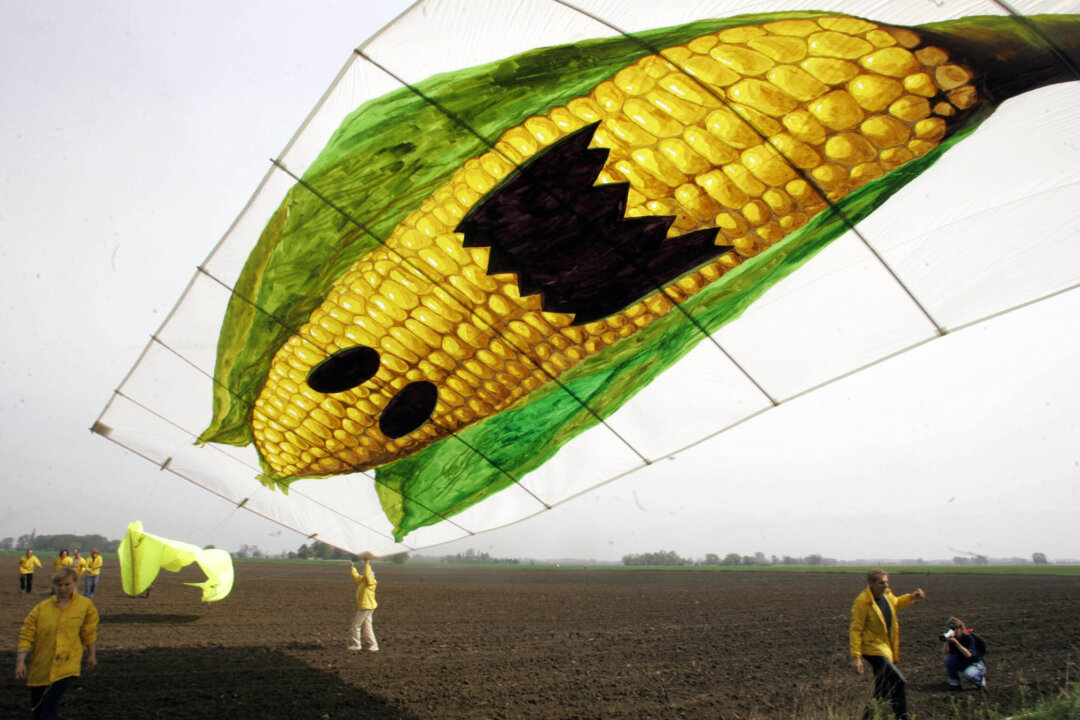 Greenpeace activists fly a kite displaying a giant corn cob to protest against the cultivation of genetically modified maize. According to Greenpeace, the US company Monsanto disseminated transgenic seeds of the type MON810 on the field. (Michael Kappeler/AFP/Getty Images)