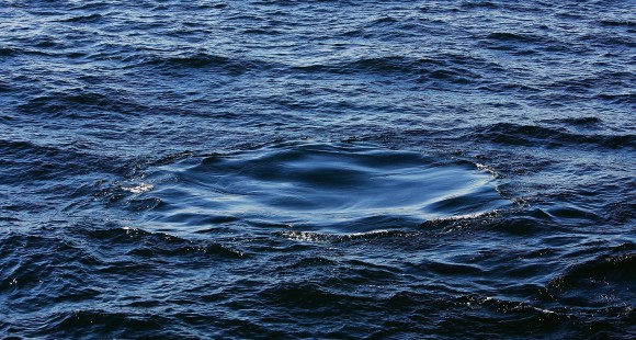 The "footprint" of a recently dived Humpback Whale sits on the ocean surface in the waters off Sydney, Australia on Jun. 14, 2006. (Photo by Ian Waldie/Getty Images)