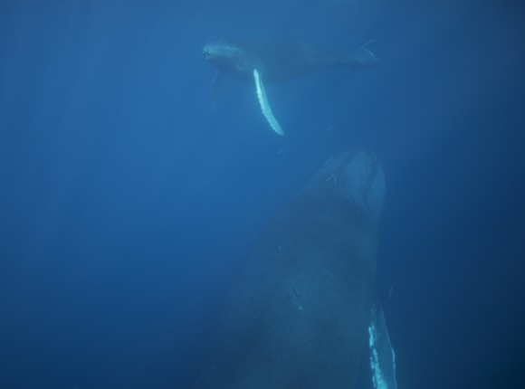 Whales spotted by Cyril Christo's group 100 miles off the shore of the Dominican Republic in early February. (Marie Wilkinson)