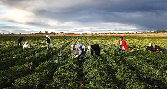 Mexican farm workers in Colorado in 2011. Even though low-skilled migrants make little money in the United States, welfare programs and free schooling can make it easier and more appealing for migrants to raise families here than in their home countries.