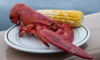 Lobster Catch Headed for Decline, Not Crash, Scientists Say